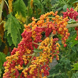 台灣紅藜-野菜介紹